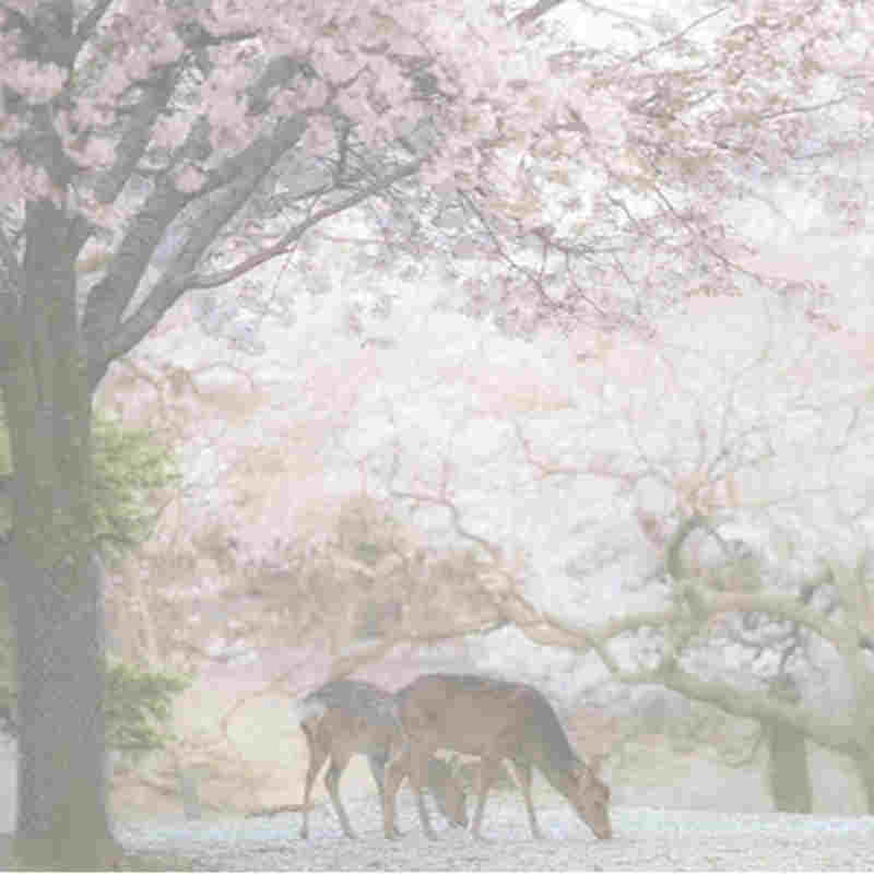 태풍 때문에 일본 \ 유명한 일찍 벚꽃이 피다